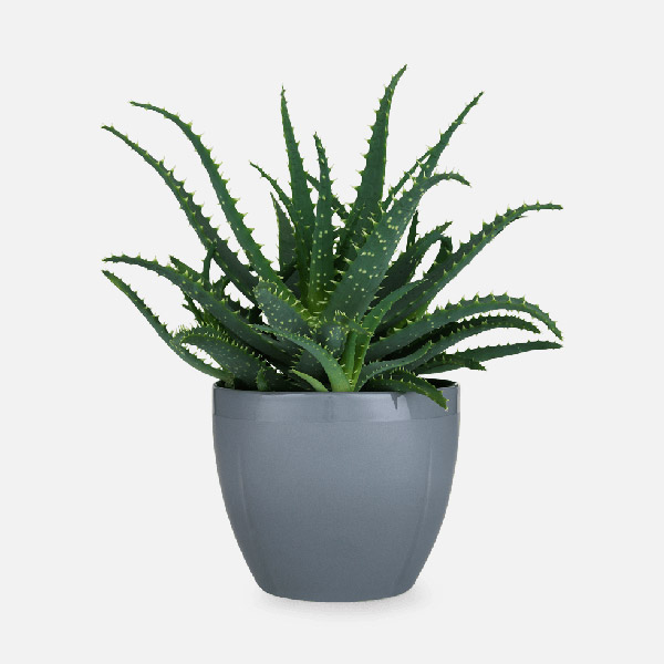 الشمعدانات الألوة