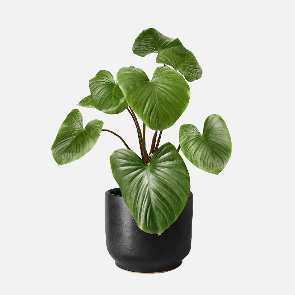 هومالومينا